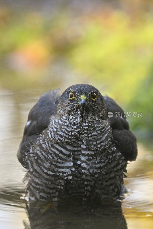 欧亚雀鹰(学名:Accipiter nisus)